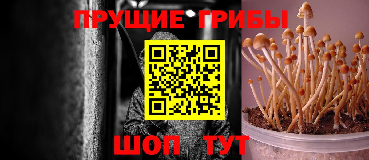 Псилоцибиновые грибы мицелий  Псилоцибиновые грибы Cubensis  Вход с VPN  Чита 